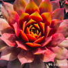 Sempervivum Chick Charms® GIANTS 'Gold Mine'
