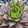 Sempervivum 'Supernova'