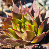 Sempervivum 'Supernova'