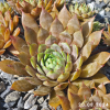 Sempervivum 'Supernova'