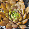 Sempervivum 'Supernova'