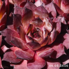 Sempervivum 'Supernova'