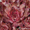 Sempervivum 'Supernova'
