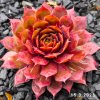 Sempervivum Chick Charms® GIANTS 'Gold Mine'