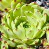 Sempervivum 'Pale Face'