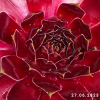 Sempervivum 'Red Dazzler'