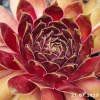 Sempervivum 'Red Dazzler'