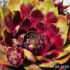 Sempervivum 'Red Dazzler'
