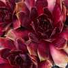 Sempervivum 'Red Dazzler'