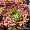 Sempervivum 'Gundi'