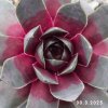 Sempervivum Chick Charms® GIANTS 'Steel Appeal'