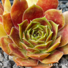 Sempervivum 'Alstergraffiti'