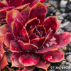 Sempervivum 'Alstergraffiti'