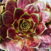 Sempervivum 'Alstergraffiti'