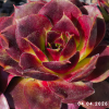 Sempervivum 'Alstergraffiti'