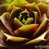 Sempervivum 'Alstergraffiti'