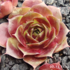 Sempervivum 'Alstergraffiti'