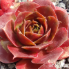 Sempervivum 'Alstergraffiti'