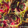 Sempervivum 'Alstergraffiti'