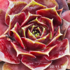 Sempervivum 'Alstergraffiti'