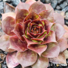 Sempervivum 'Alstergraffiti'