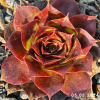 Sempervivum 'Alstergraffiti'