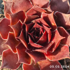 Sempervivum 'Alstergraffiti'