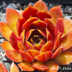 Sempervivum 'Alstergraffiti'