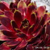 Sempervivum 'Alstergraffiti'