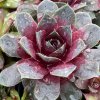 Sempervivum Chick Charms® GIANTS 'Steel Appeal'