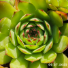 Sempervivum 'Diablada'