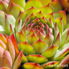Sempervivum 'Diablada'