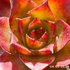Sempervivum 'Diablada'