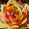 Sempervivum 'Diablada'
