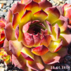 Sempervivum 'Diablada'