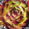 Sempervivum 'Diablada'