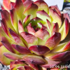 Sempervivum 'Diablada'