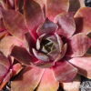 Sempervivum 'Lady Kelly'