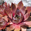 Sempervivum 'Lady Kelly'