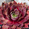 Sempervivum 'Ludmila'