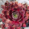 Sempervivum 'Ludmila'