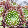 Sempervivum 'Hot Shot'