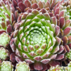 Sempervivum 'Hot Shot'