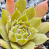 Sempervivum 'Zauberrose'