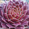 Sempervivum 'Zauberrose'
