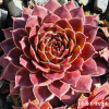Sempervivum 'Zauberrose'