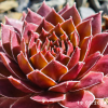 Sempervivum 'Zauberrose'