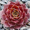 Sempervivum 'Zauberrose'
