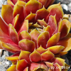 Sempervivum 'Zauberrose'
