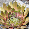 Sempervivum 'Zauberrose'